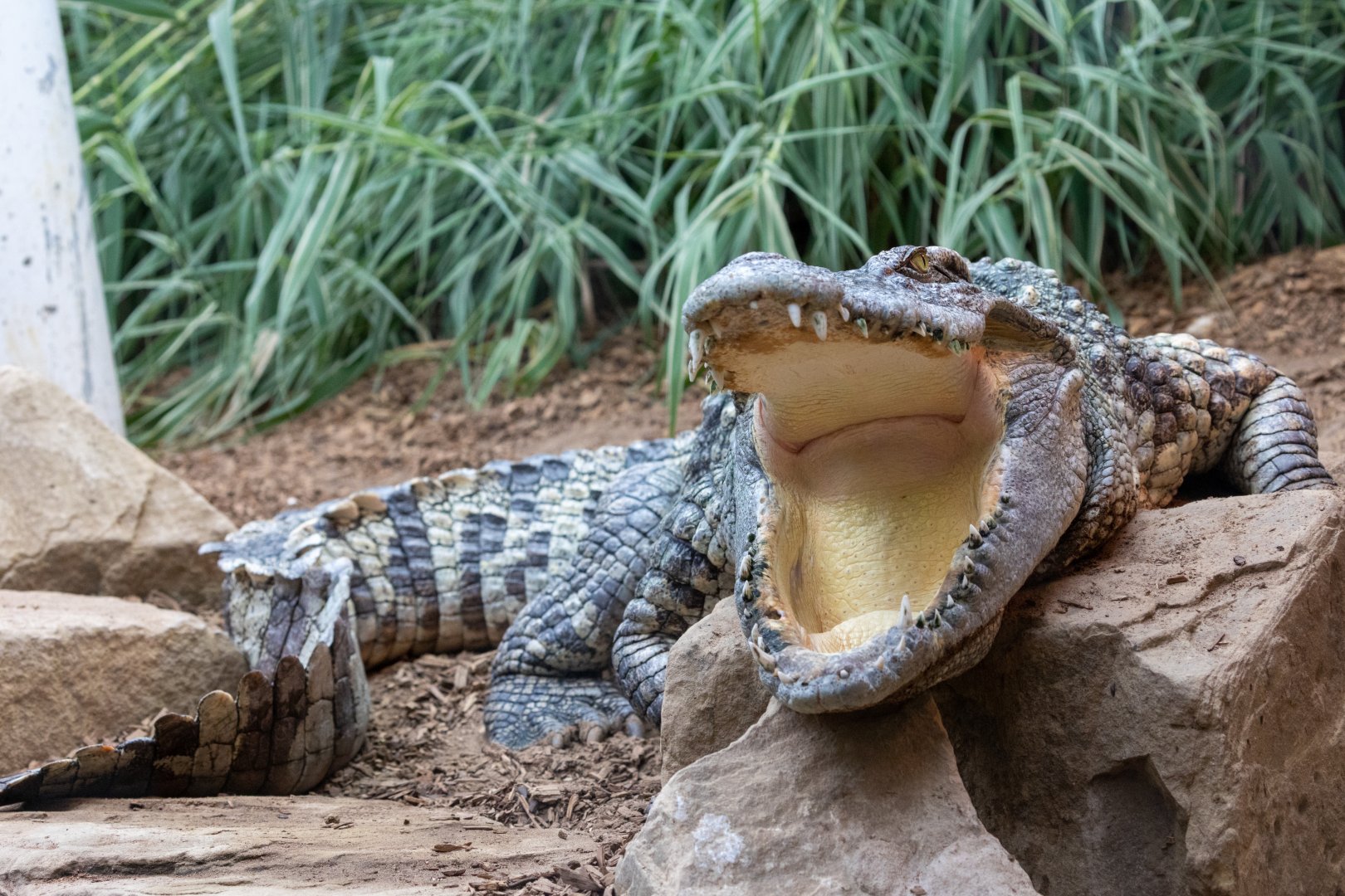 Siamese Crocodile  / Woodside Wildlife Park / 11-8-21