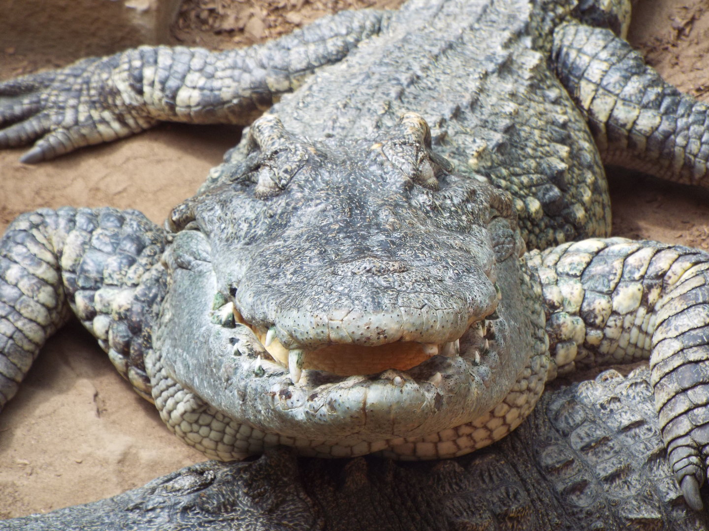 Siamese crocodile, Woodside