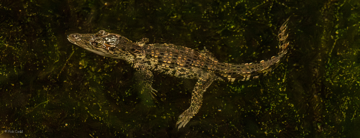 Siamese crocodile (young) : Crocodiles of the World : 14 Sep 2025
