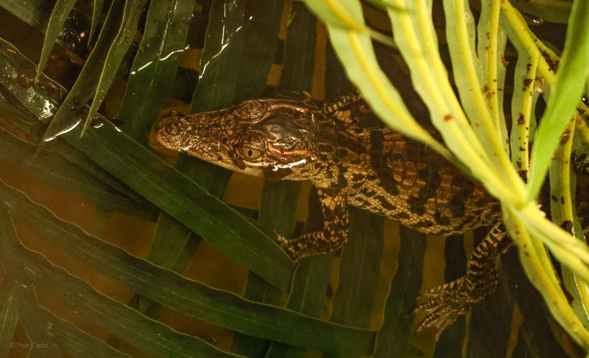 Siamese crocodile (young) : Crocodiles of the World : 23 Aug 2025
