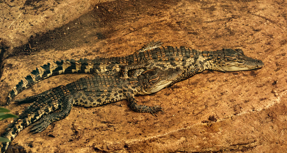 Siamese crocodile (young) : Crocodiles of the World : 23 Aug 2025