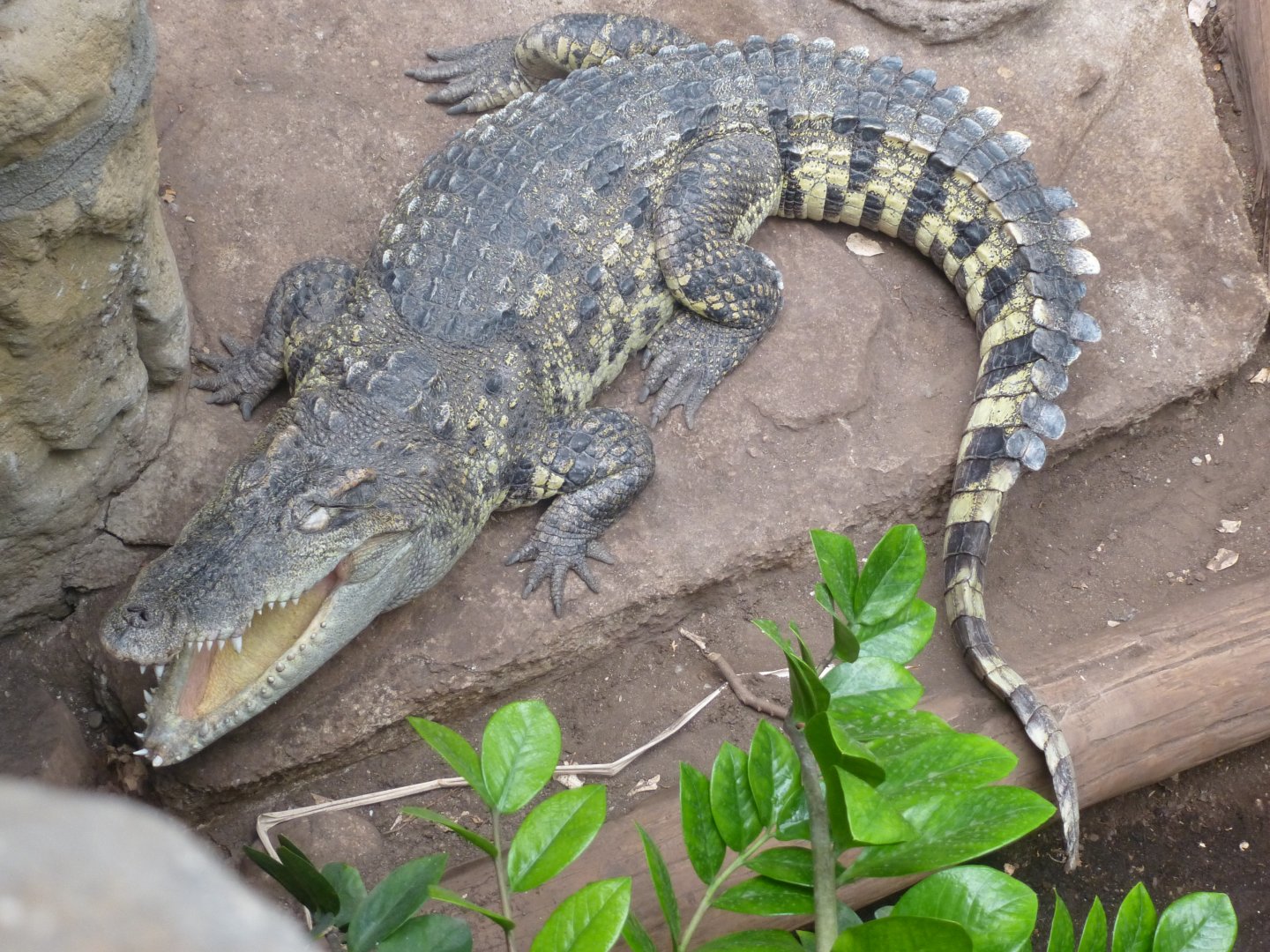 Siamese crocodile-Zoo Barcelona (2015)