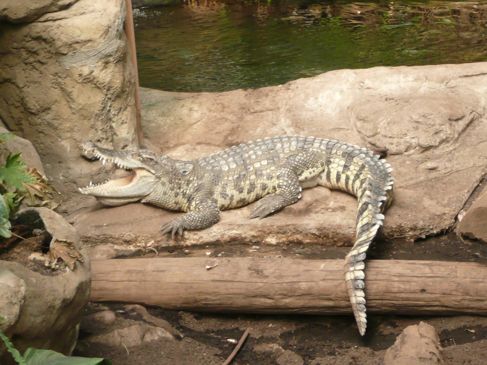 Siamese crocodile
