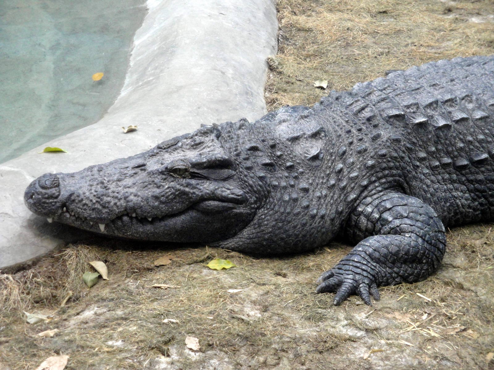 Siamese Crocodile
