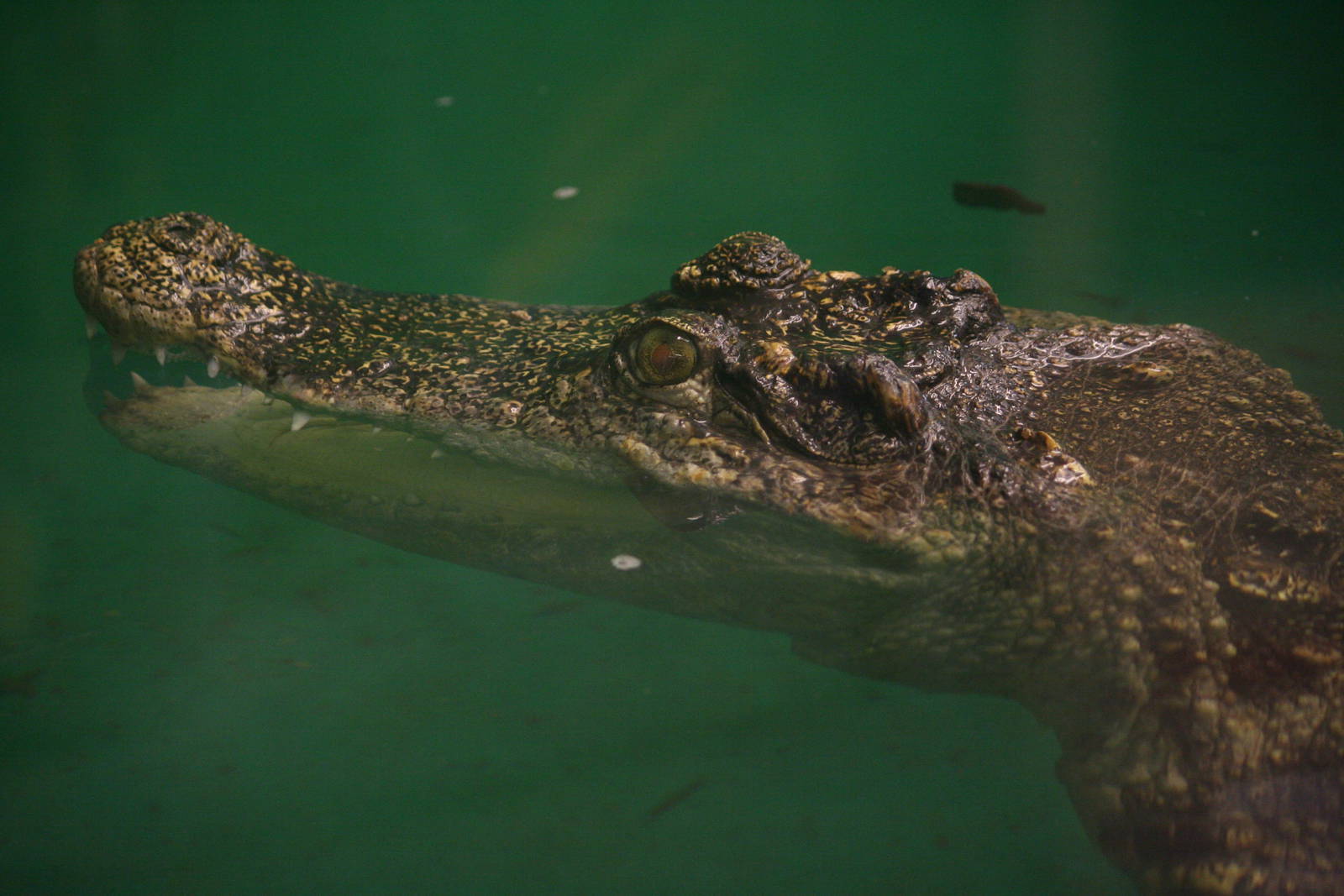 Siamese Crocodile