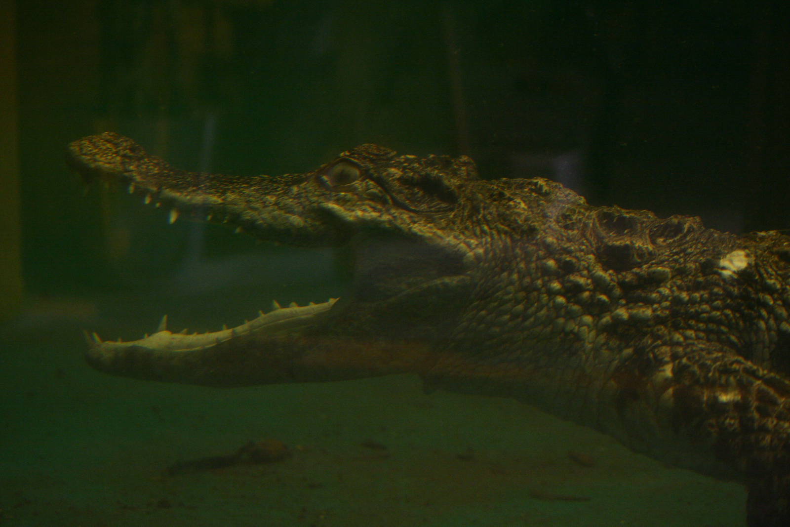 Siamese crocodile