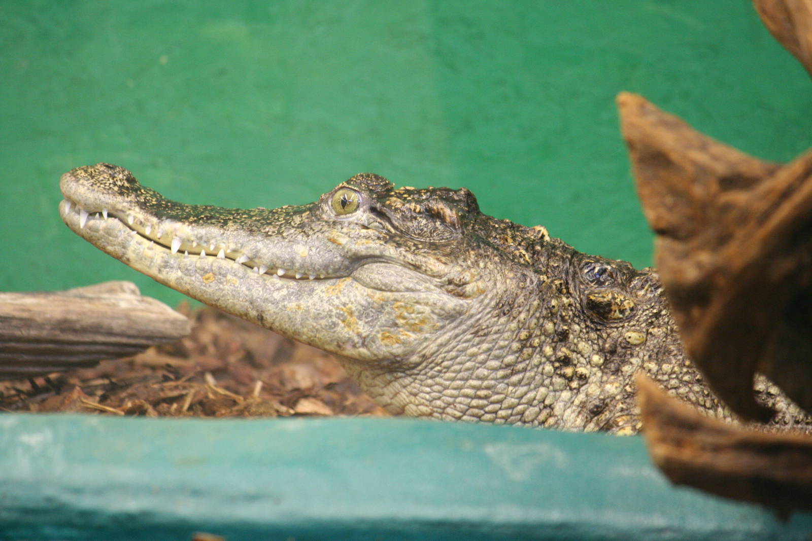 Siamese crocodile
