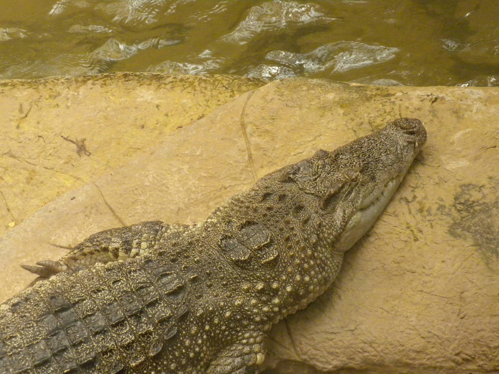 Siamese Crocodile