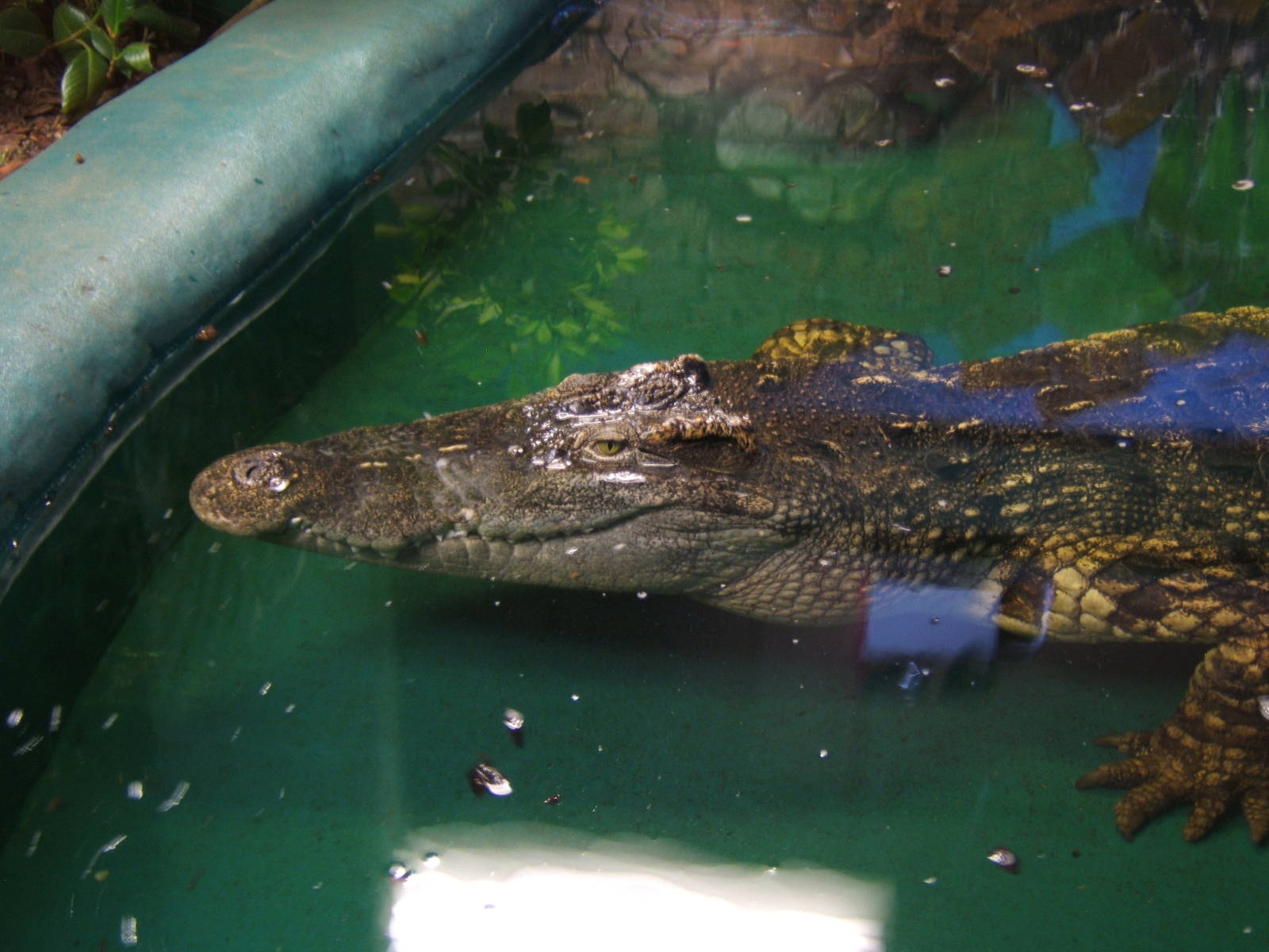 Siamese Crocodile