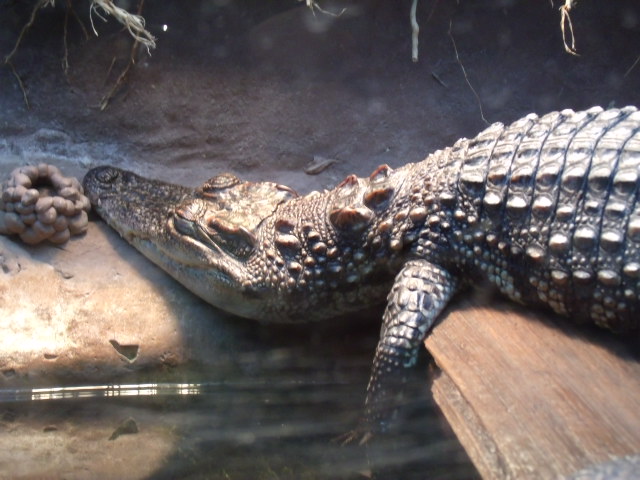 Siamese Crocodile