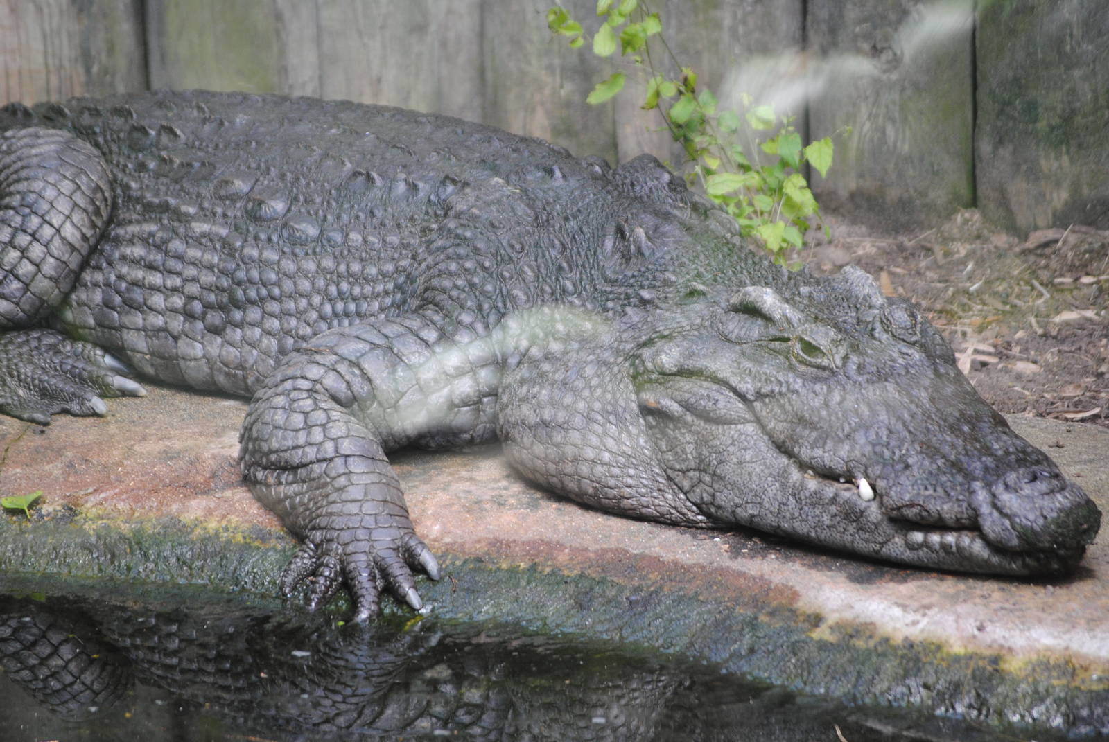 Siamese Crocodile