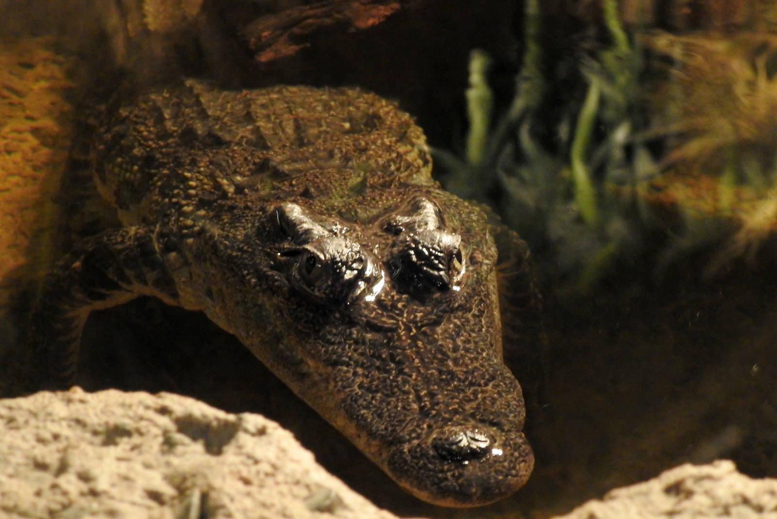 Siamese Crocodile