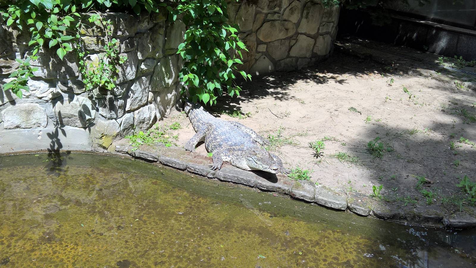 Siamese crocodile