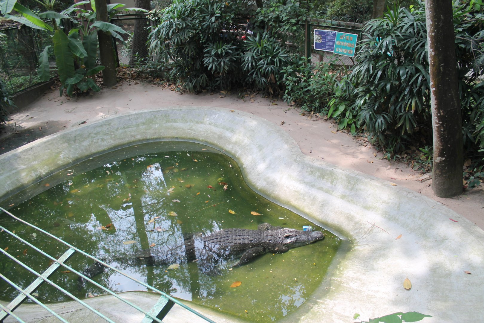 Siamese Crocodile