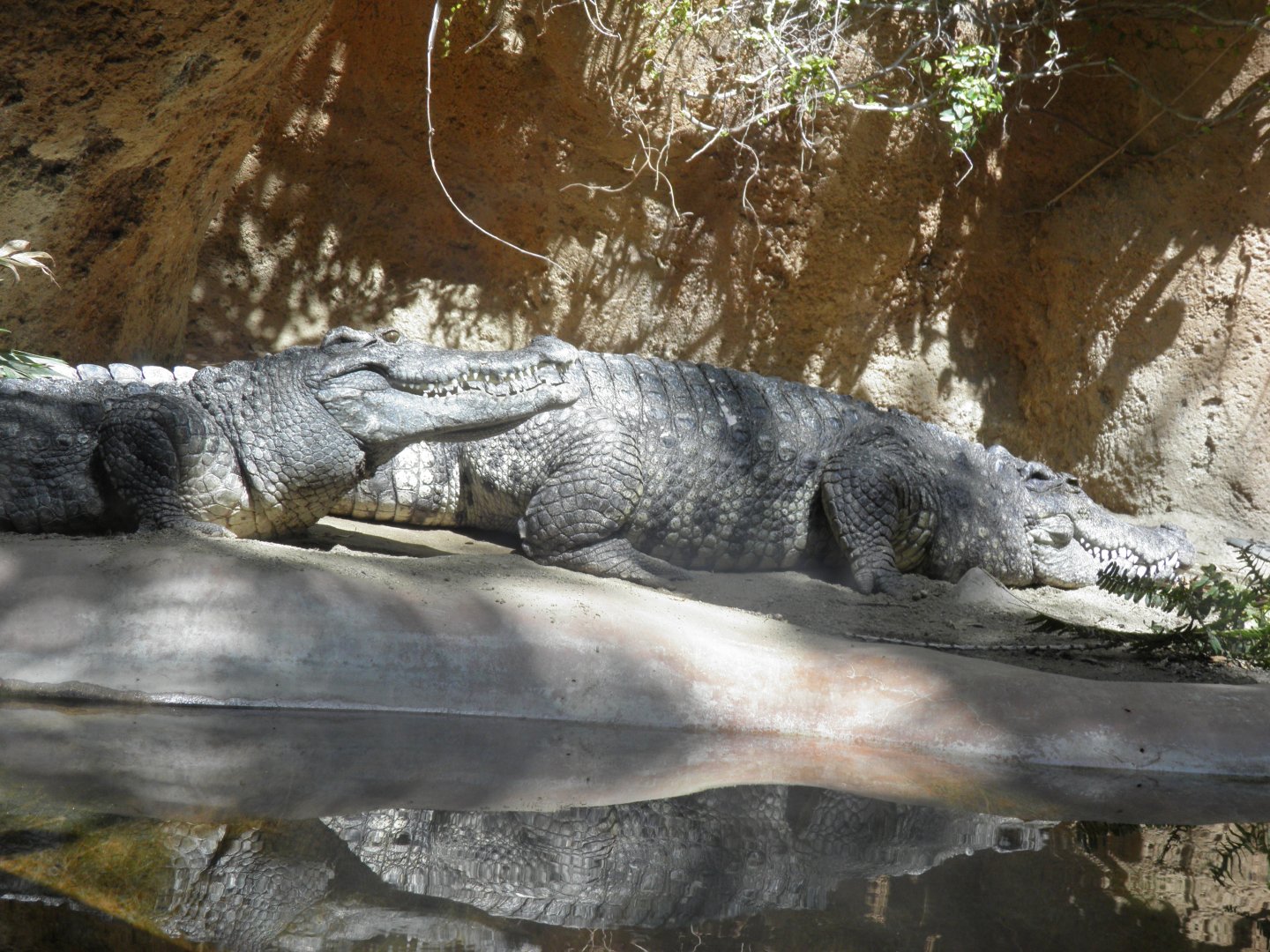 Siamese Crocodile