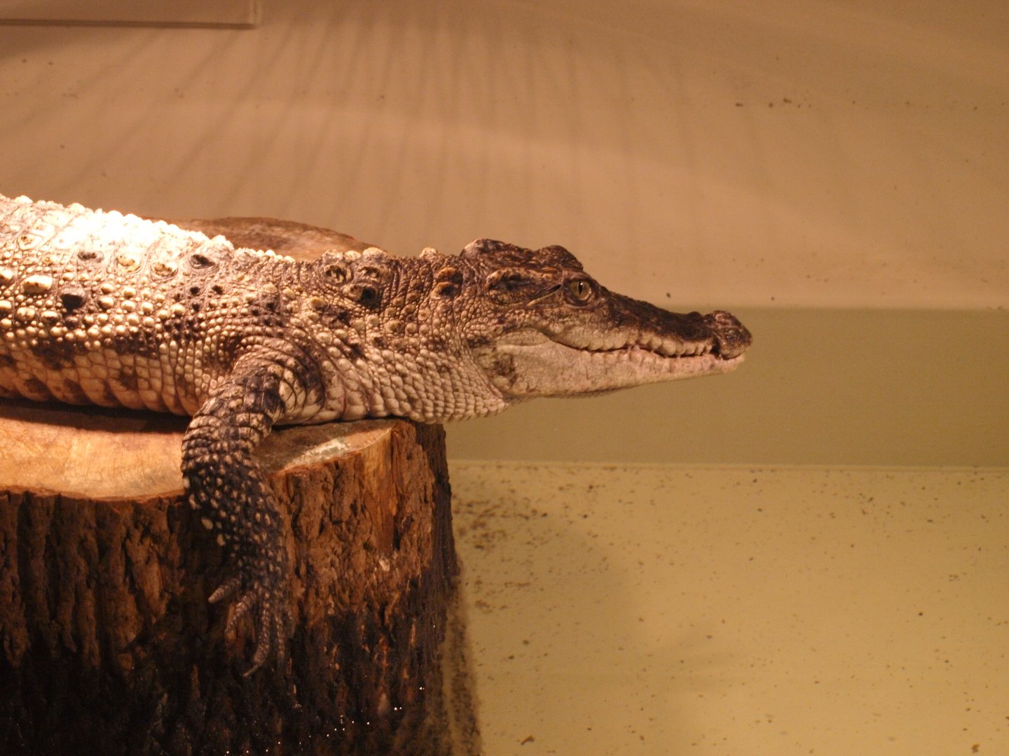 Siamese crocodile