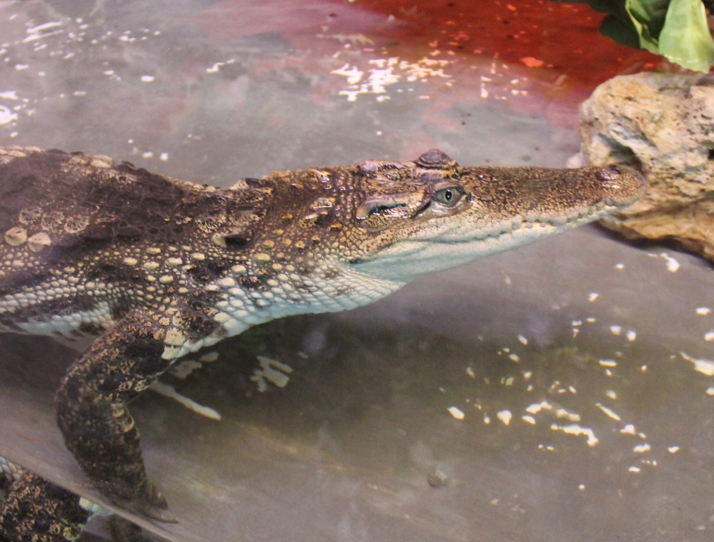 Siamese crocodile