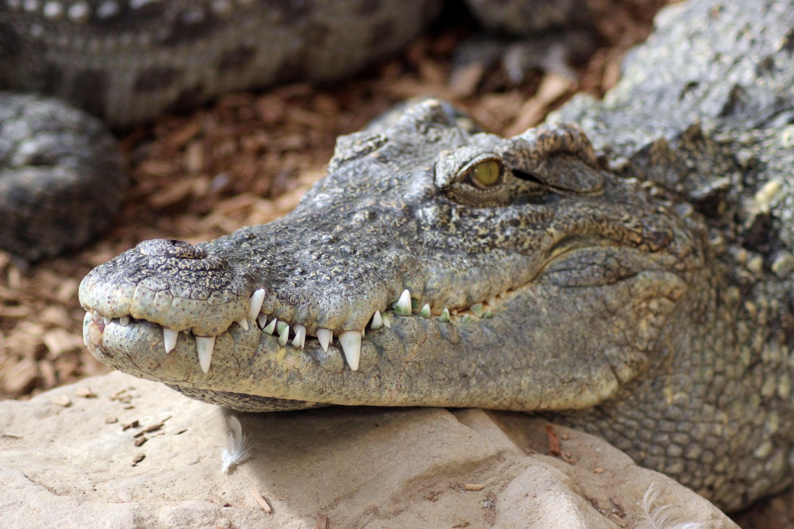 Siamese Crocodile