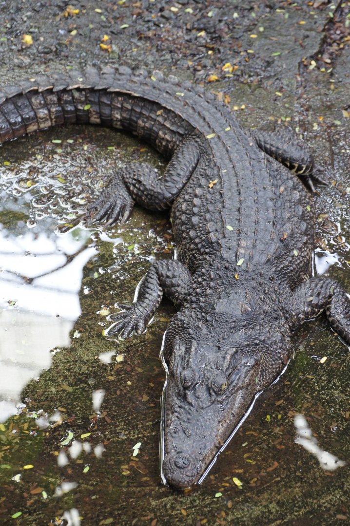 Siamese Crocodile