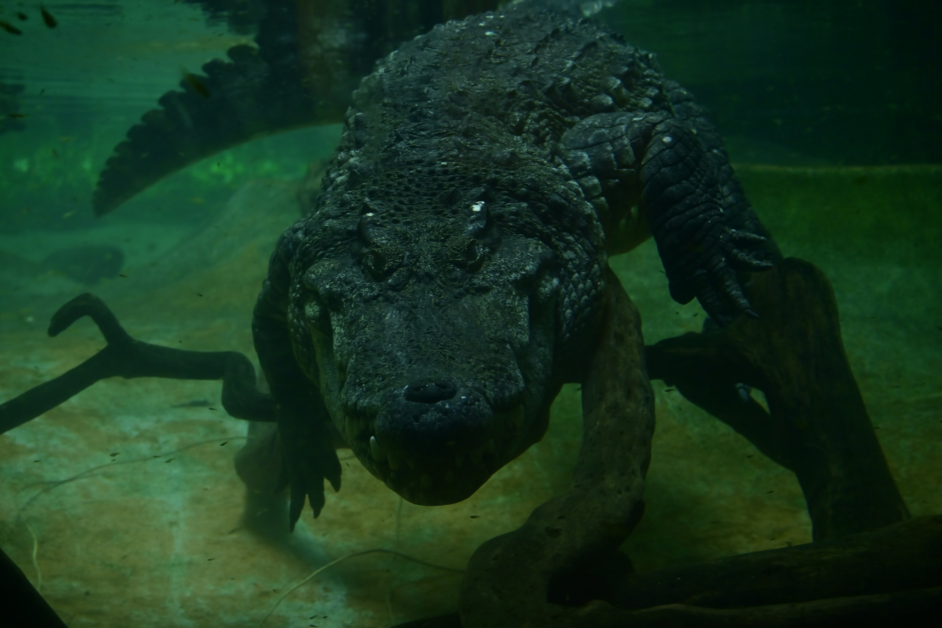 Siamese Crocodile