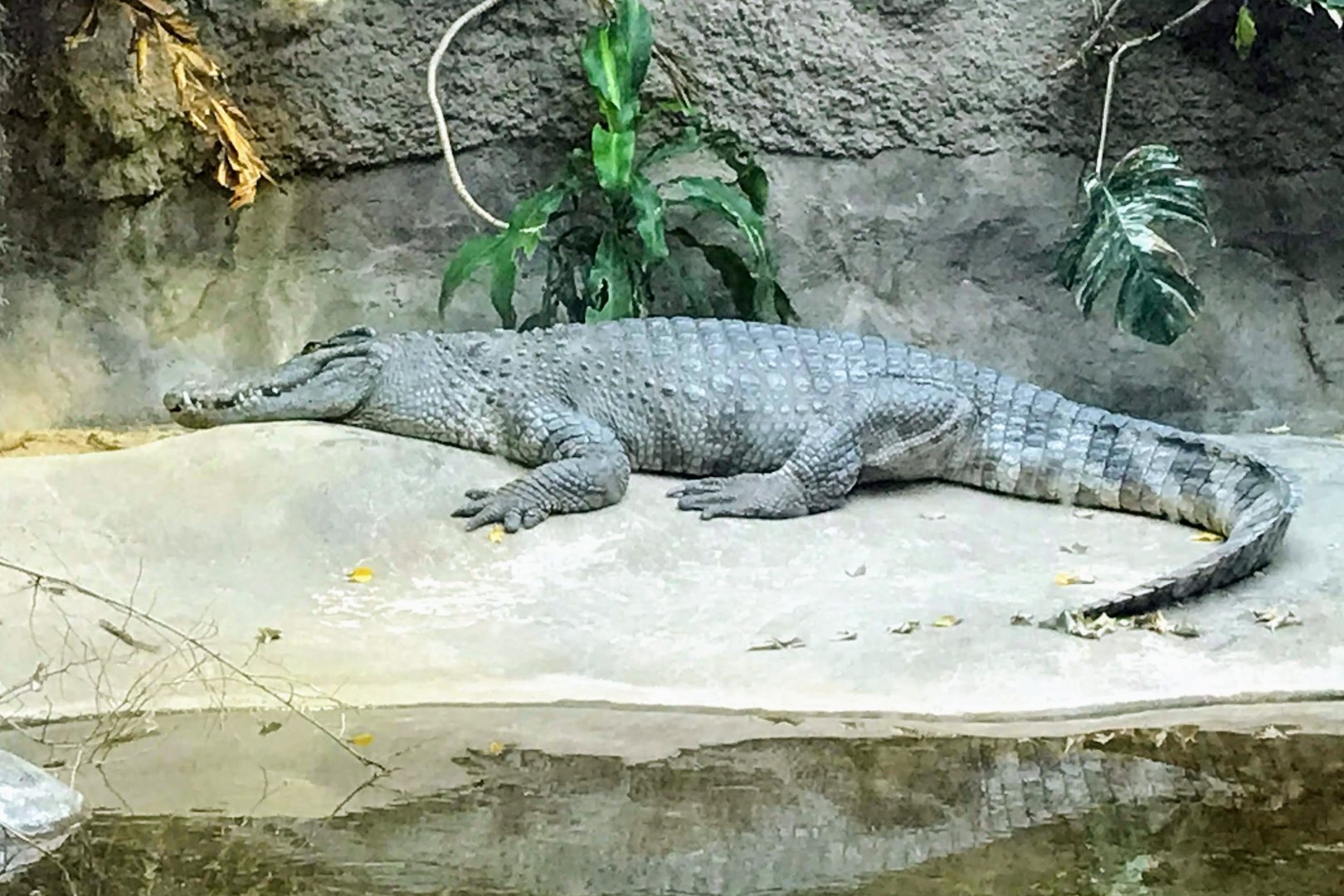 Siamese Crocodile