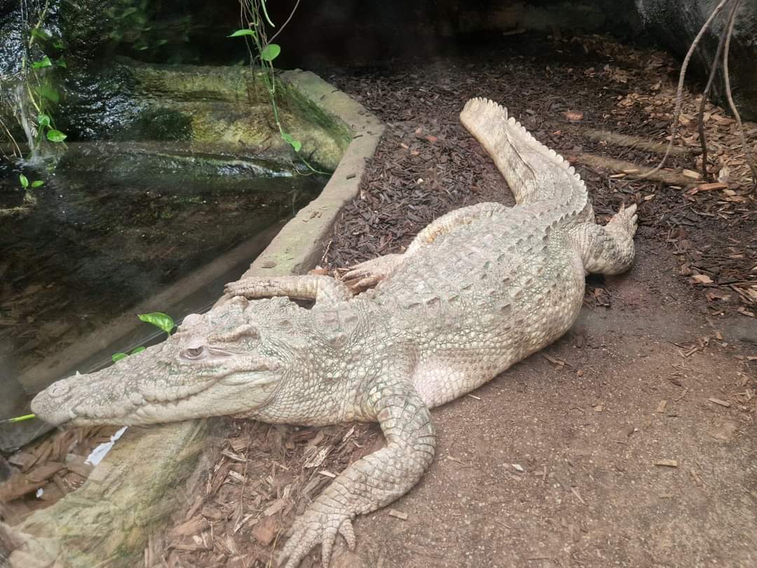 Siamese Crocodile