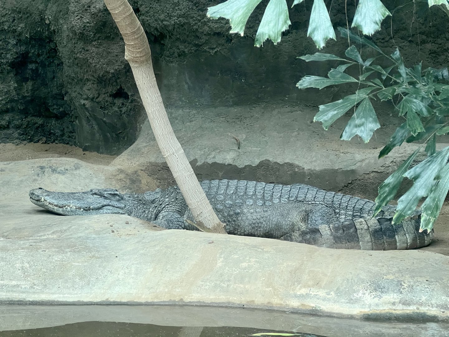 Siamese Crocodile