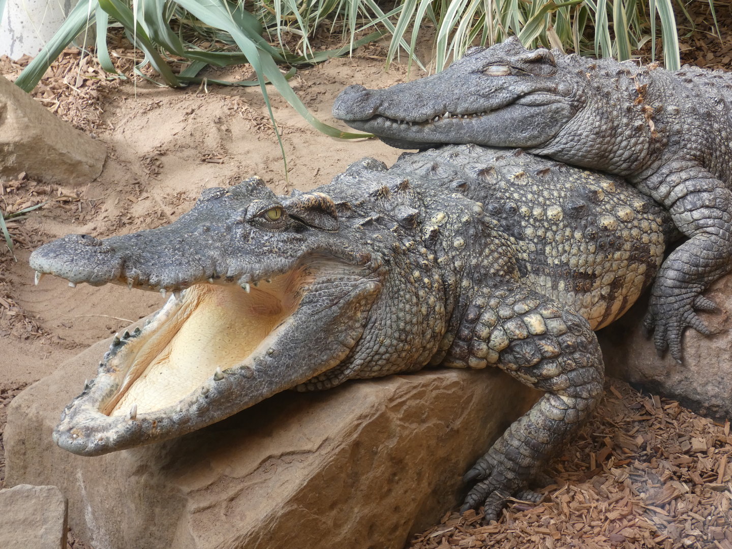 Siamese crocodile
