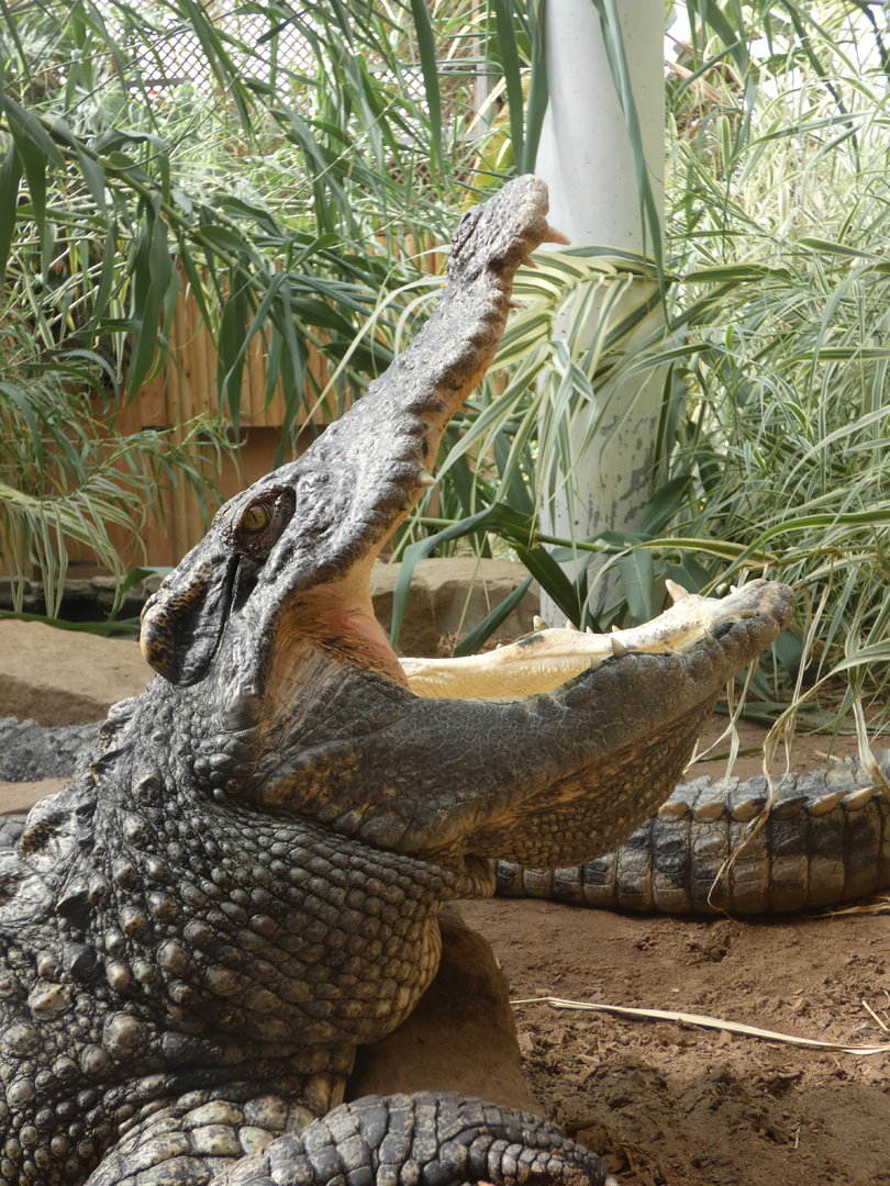 Siamese crocodile