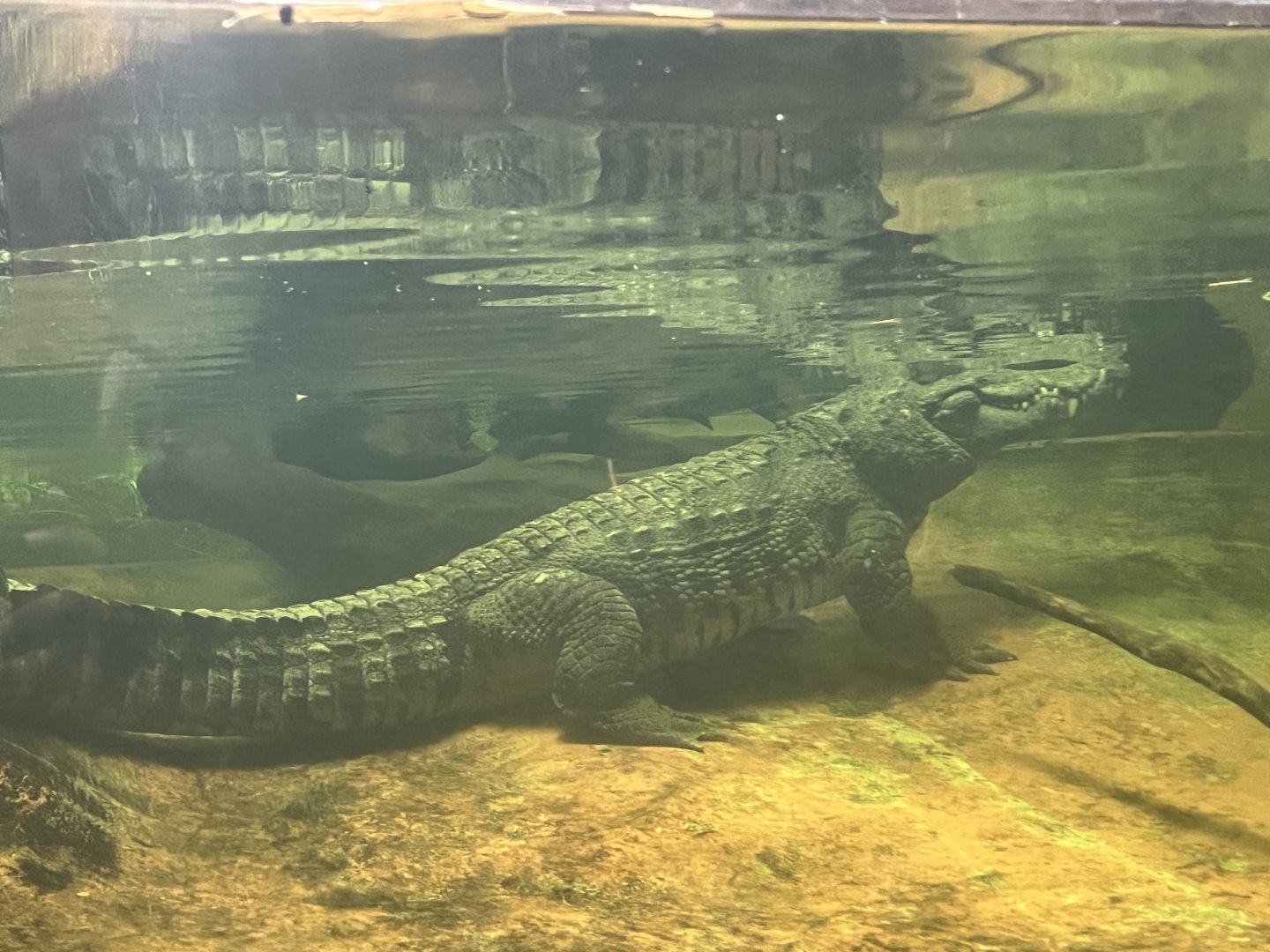 Siamese Crocodile