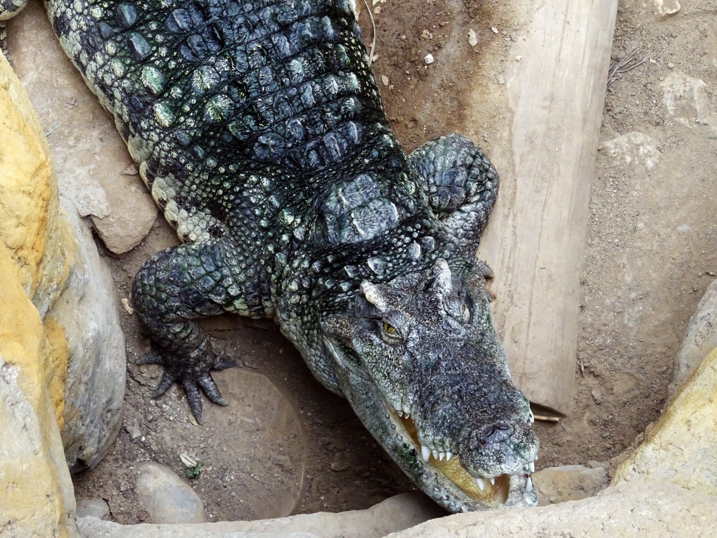 Siamese Crocodile