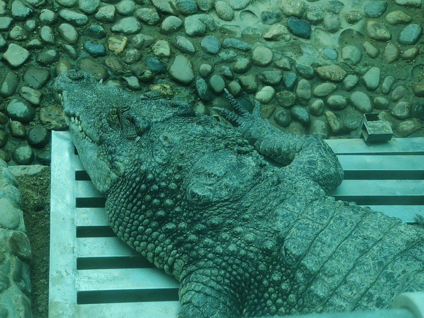 Siamese Crocodile