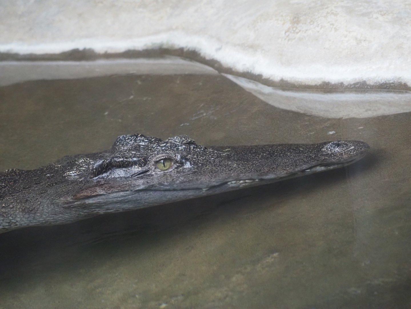 Siamese Crocodile