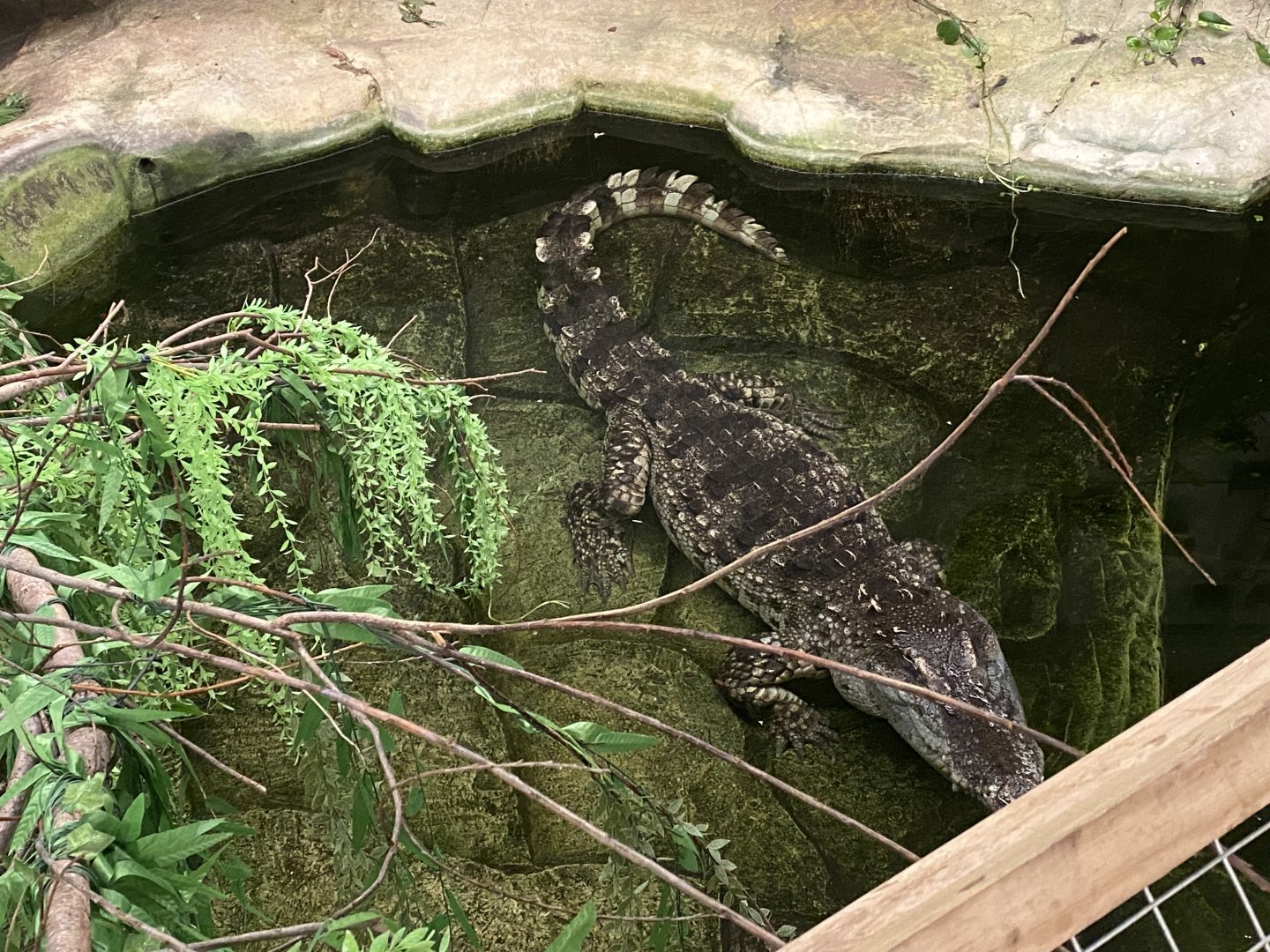 Siamese crocodile