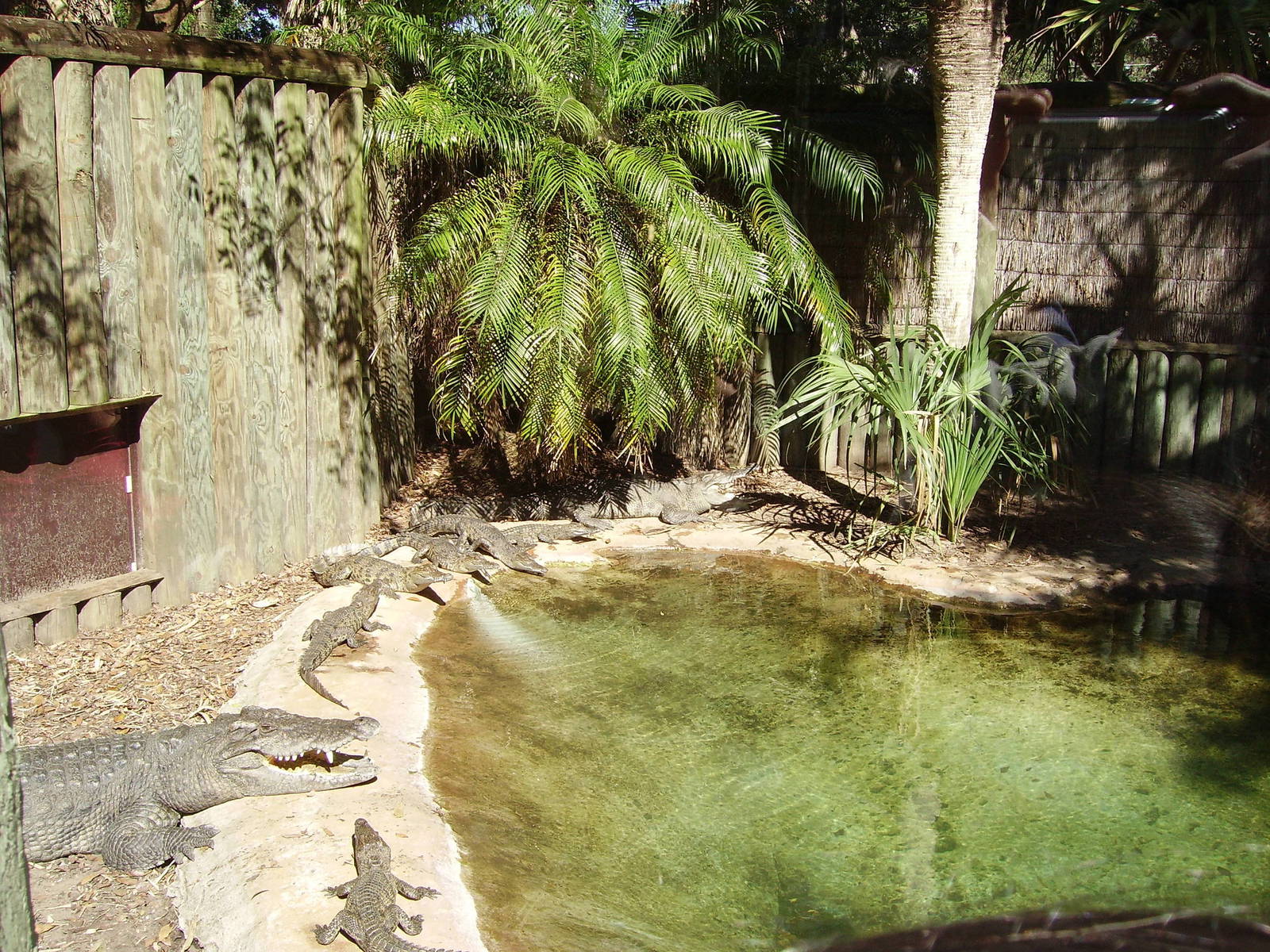 Siamese Crocodiles and their offspring