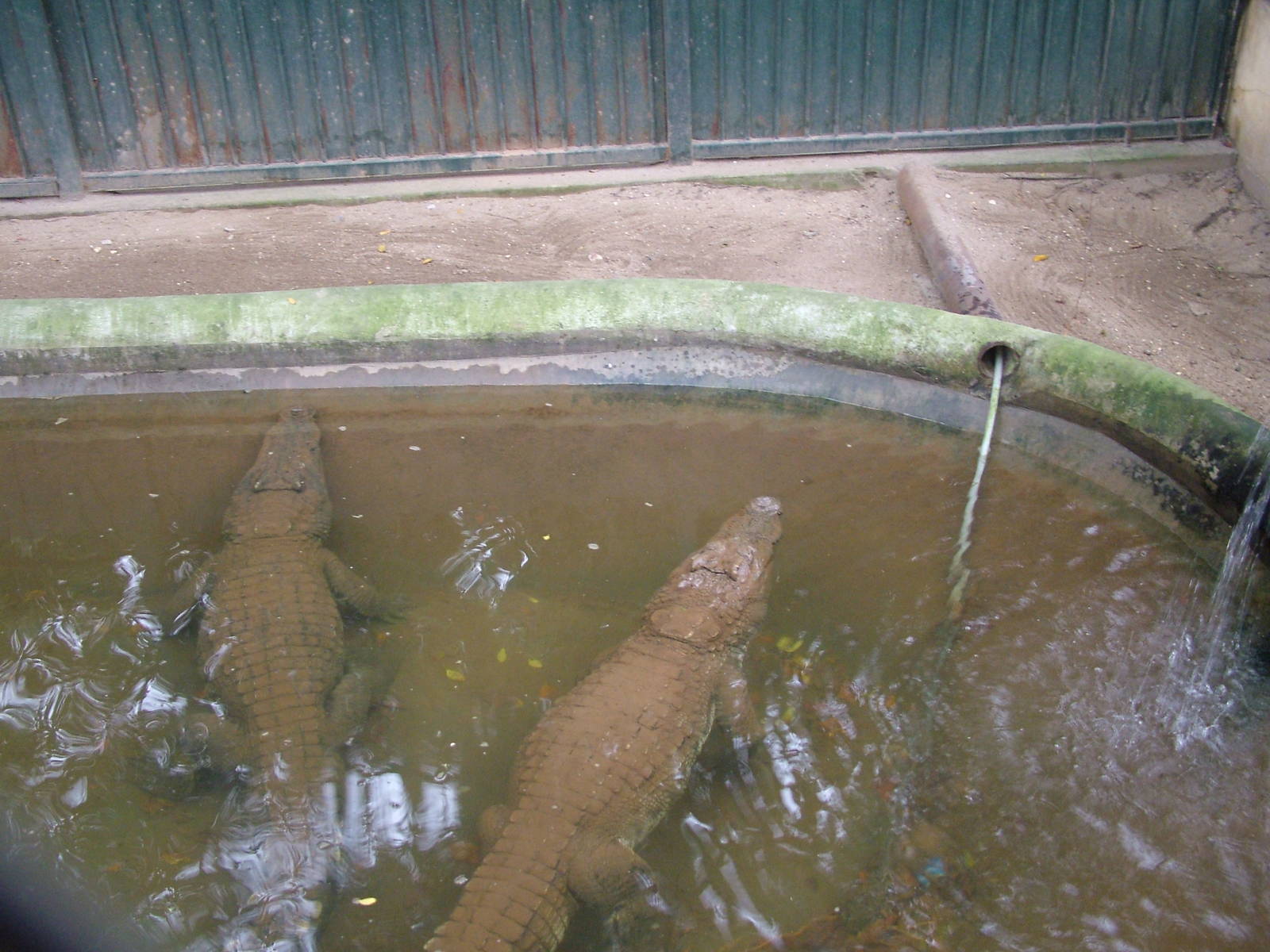 Siamese Crocodiles at Hanoi Zoo, 15/03/12