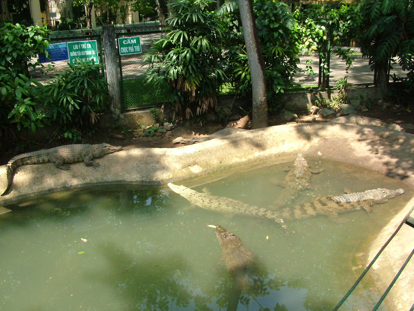 Siamese Crocodiles at Saigon Zoo, 16/03/12