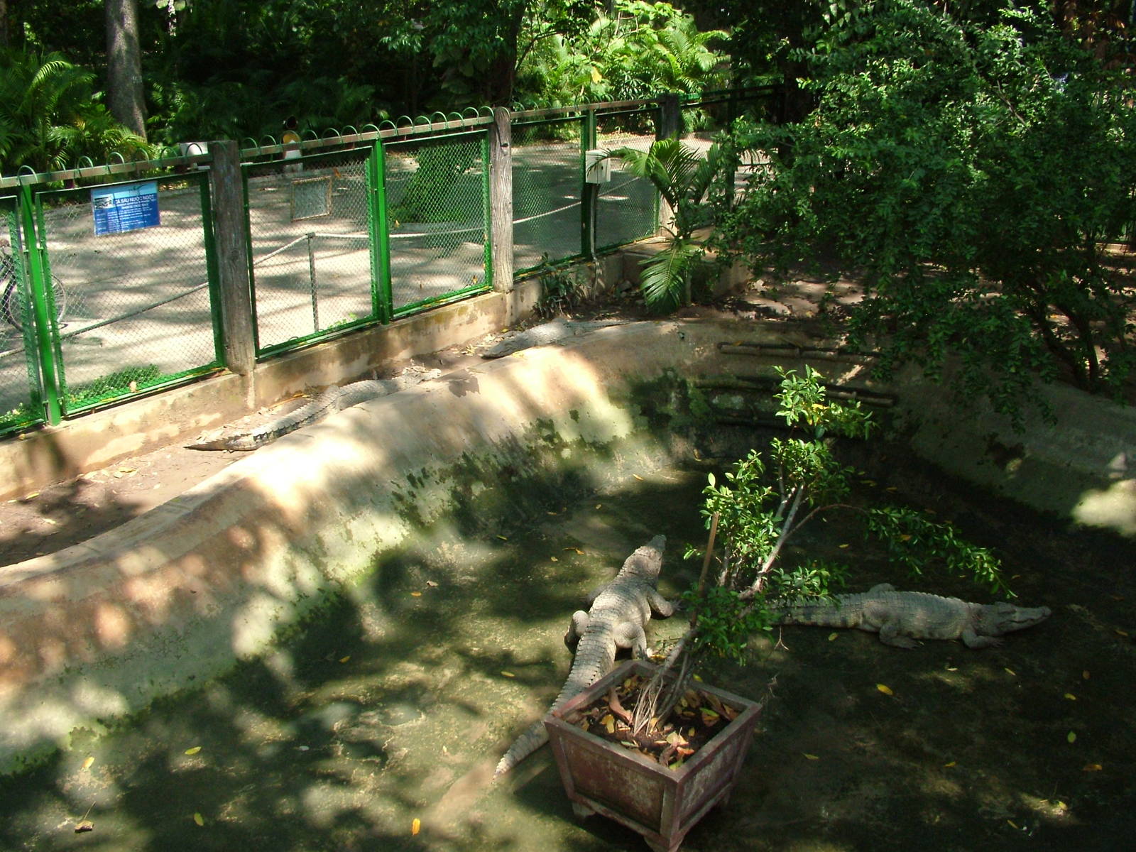 Siamese Crocodiles at Saigon Zoo, 16/03/12