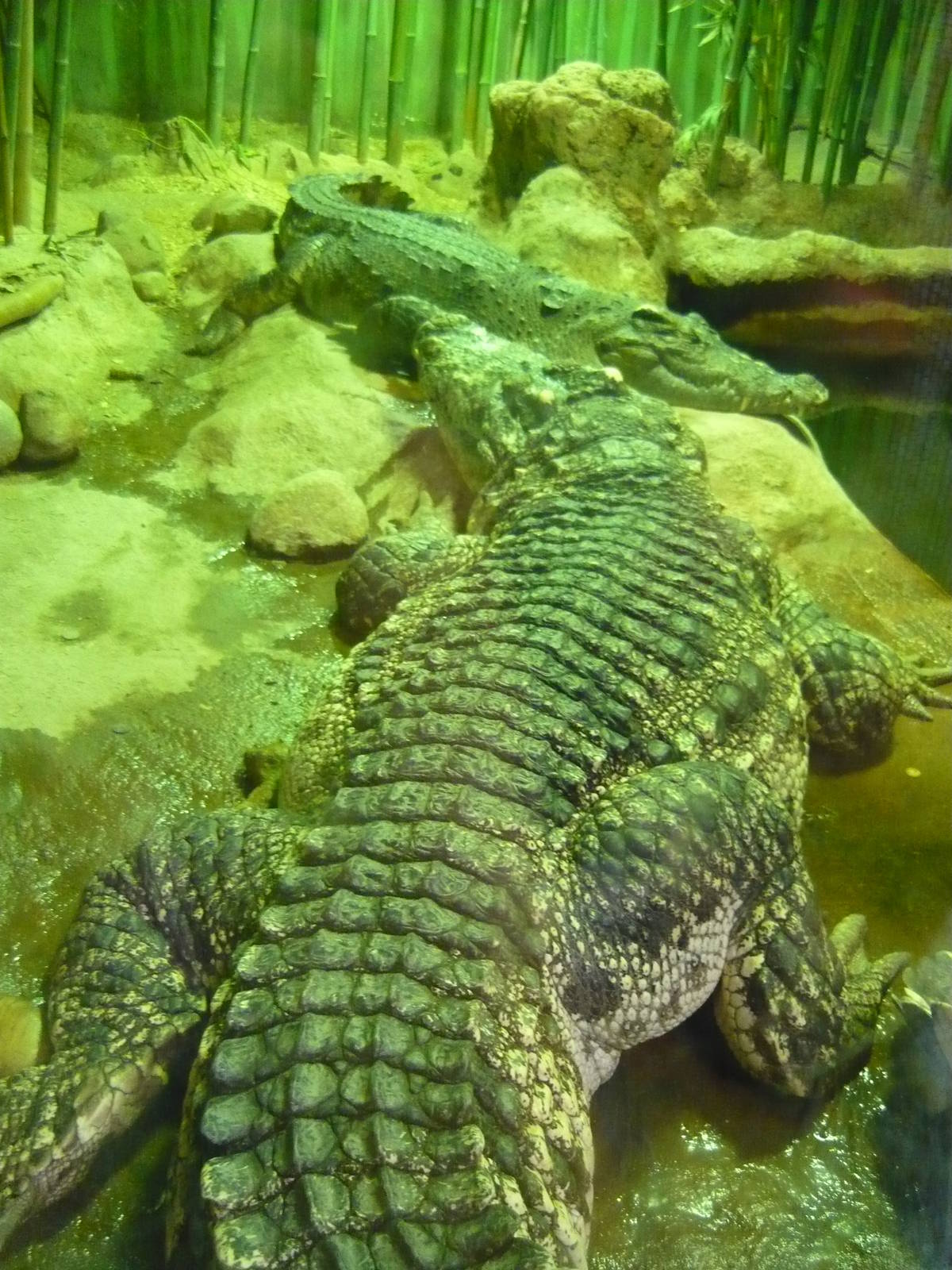 Siamese crocodiles (Crocodylus siamensis)