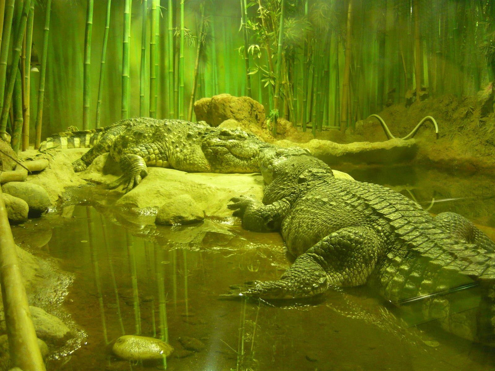 Siamese crocodiles (Crocodylus siamensis)