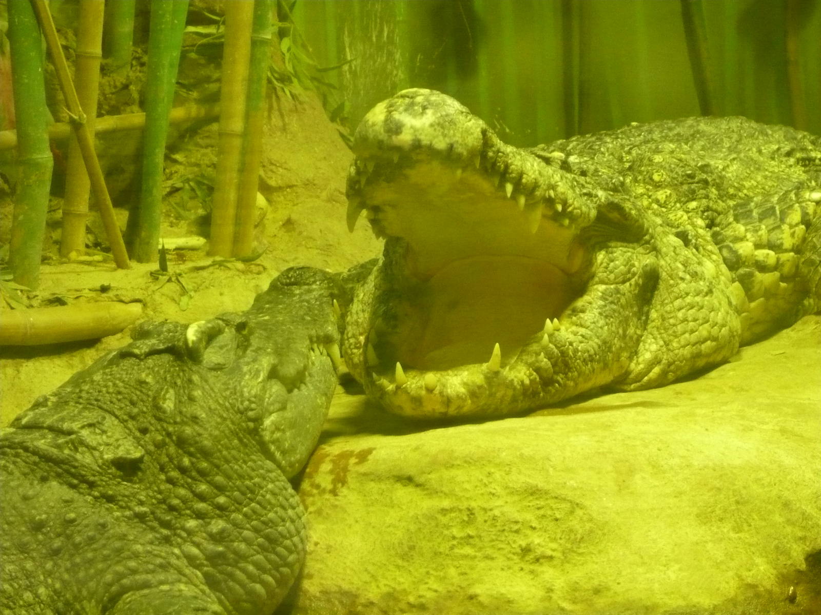 Siamese crocodiles (Crocodylus siamensis)