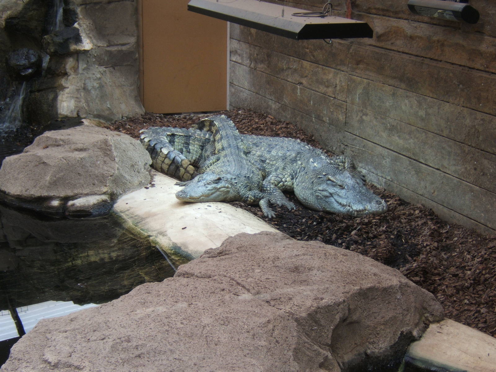 Siamese Crocodiles