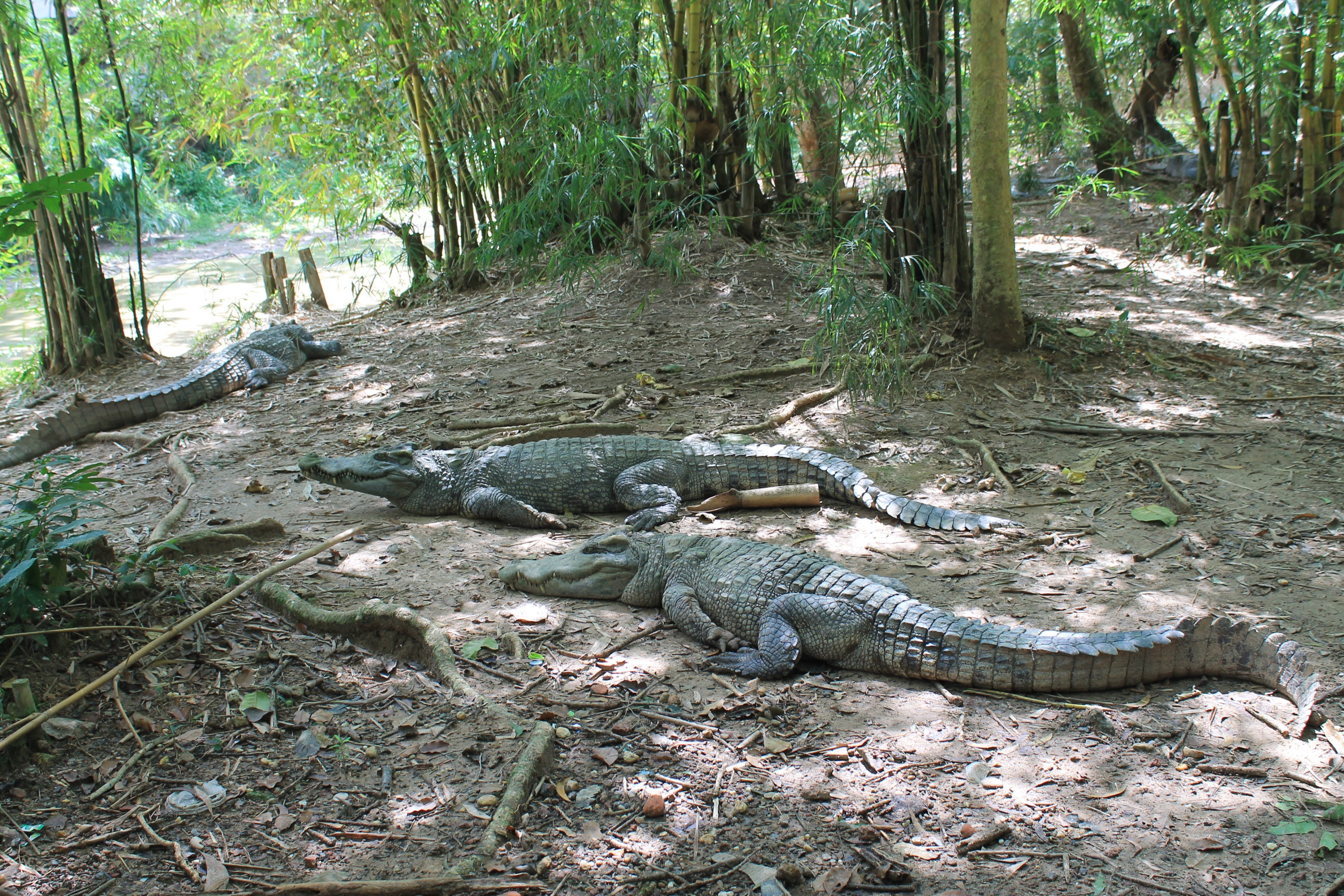 Siamese Crocodiles