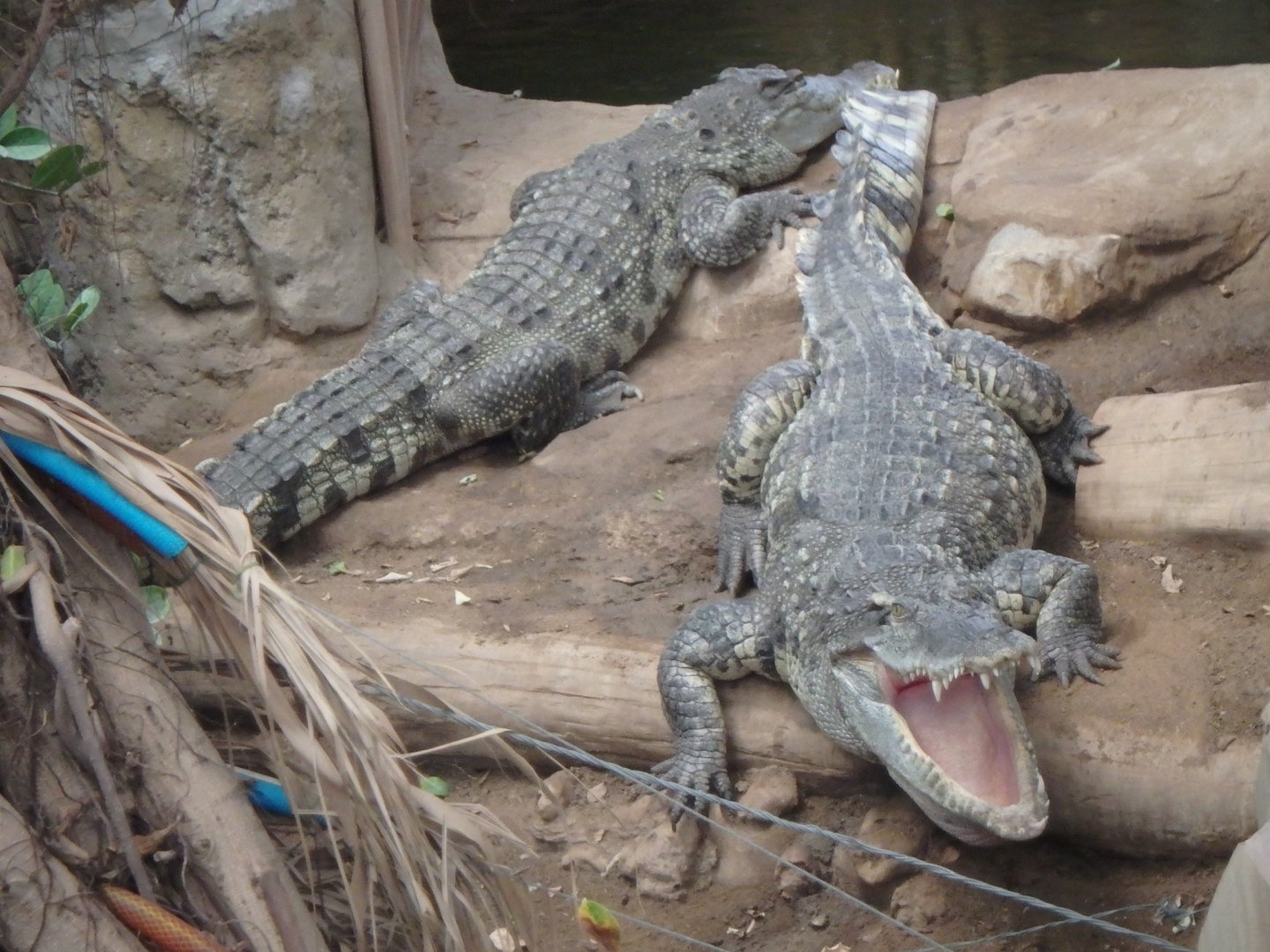 Siamese crocodiles