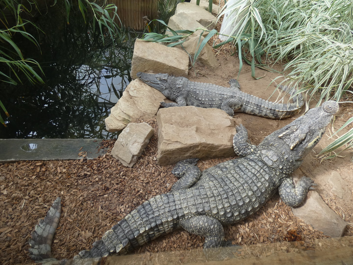 Siamese crocodiles