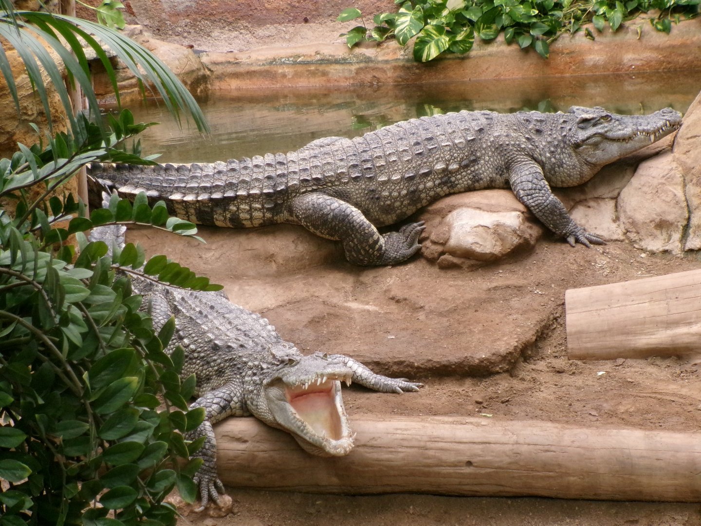 Siamese crocodiles