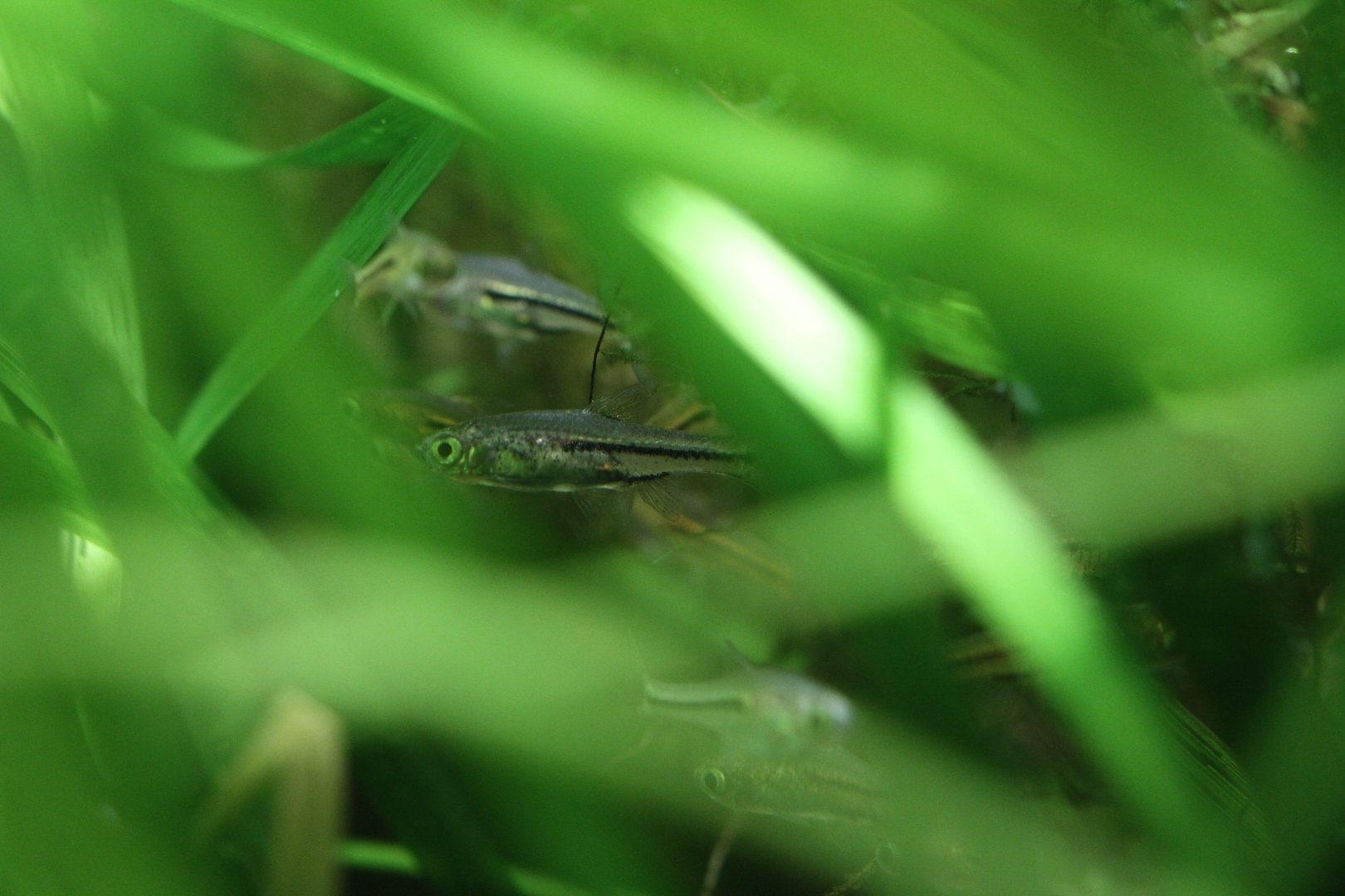 Siamese Dwarf Rasbora (Trigonostigma somphongsi)