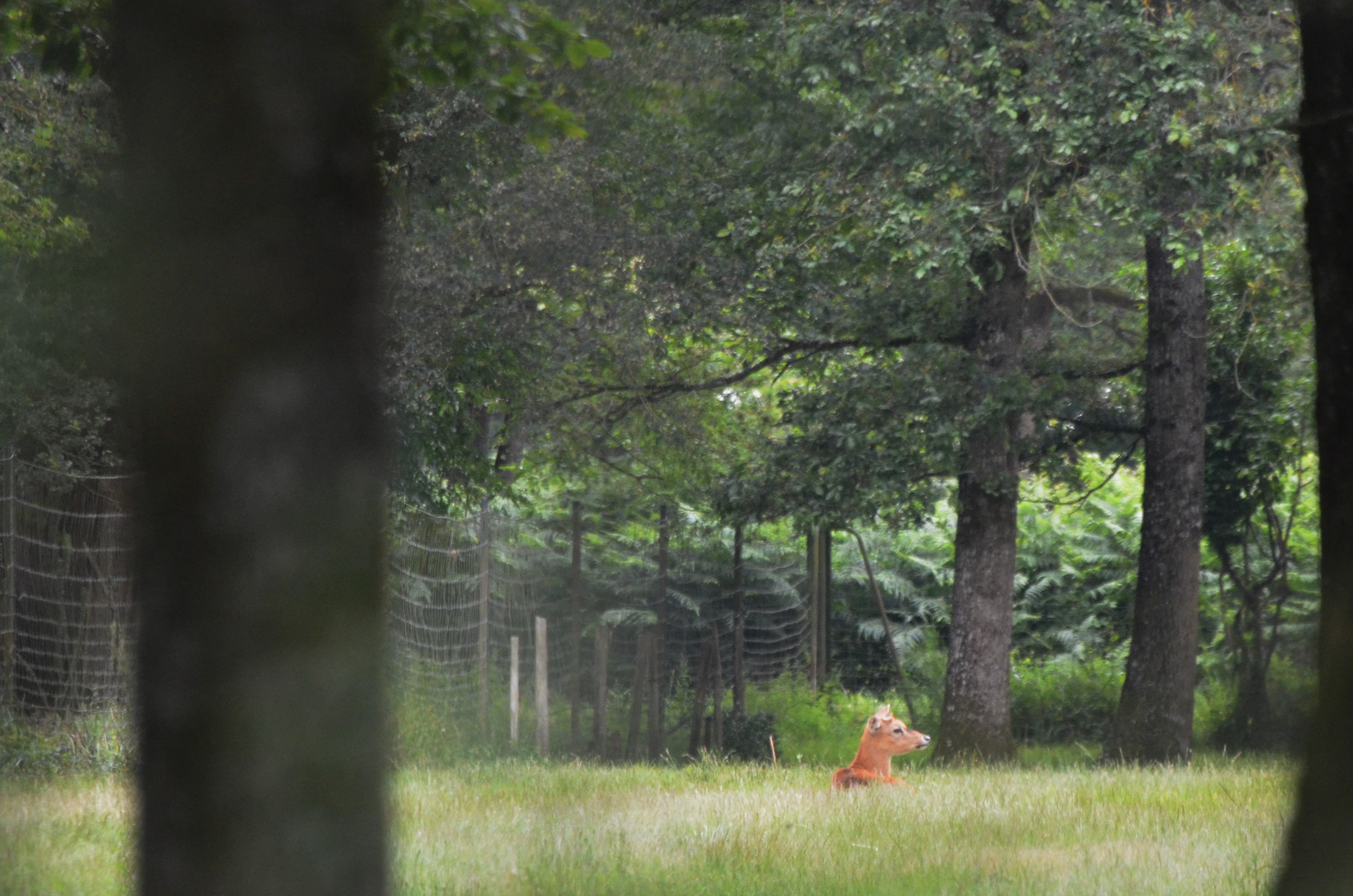 Siamese Eld's Deer at Haute-Touche, 14/06/18