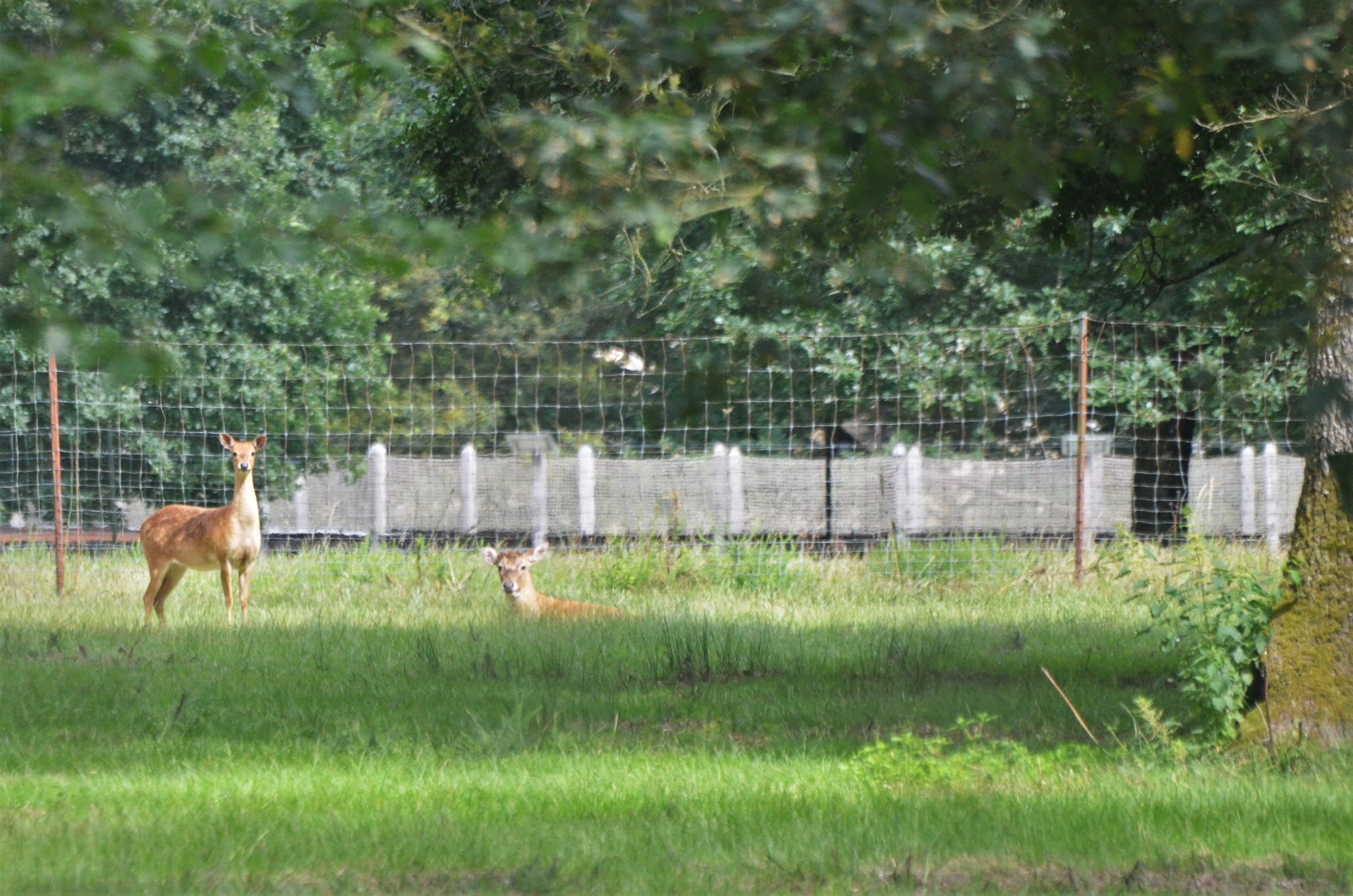 Siamese Eld's Deer at Haute-Touche, 14/06/18