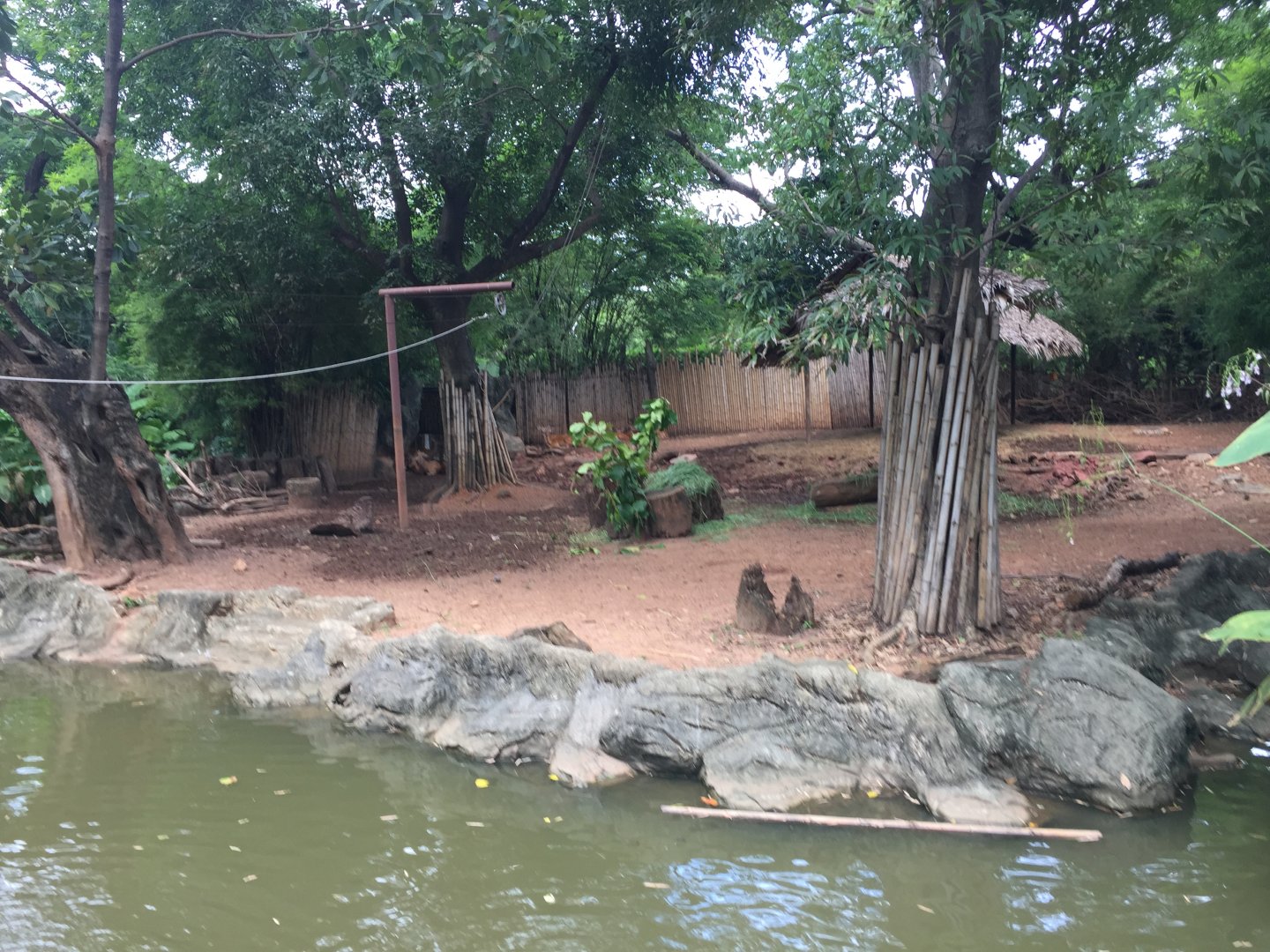 Siamese Eld’s Deer Exhibit